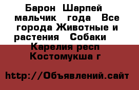 Барон (Шарпей), мальчик 3 года - Все города Животные и растения » Собаки   . Карелия респ.,Костомукша г.